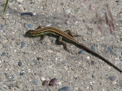 Ophisops elegans schlueteri