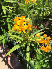 Asclepias tuberosa