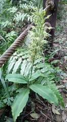 Habenaria pantlingiana