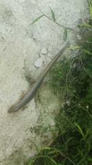 Plestiodon chinensis