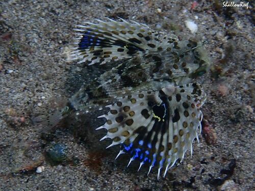 Dactyloptena orientalis observed 2023-07-23