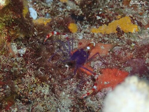 Stenopus tenuirostris, 2023-07-23