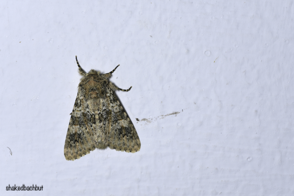 Polymixis rebecca
