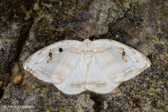 Callidrepana gelidata