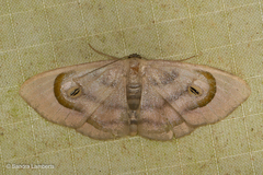 Problepsis achlyobathra