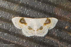 Problepsis delphiaria