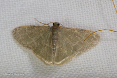 Lophophleps triangularis