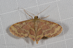 Lophophleps phoenicoptera