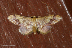 Idaea violacea