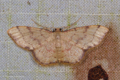 Idaea craspedota