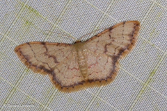 Idaea craspedota