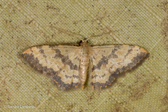 Idaea phaeocrossa