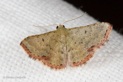 Idaea craspedota