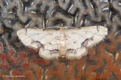 Idaea chotaria