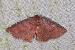 Toanopsis particolor