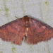 Toanopsis particolor - Photo (c) A Lamberts,  זכויות יוצרים חלקיות (CC BY-NC), הועלה על ידי A Lamberts