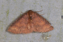 Toanopsis particolor