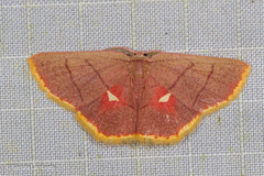 Cosymbiini