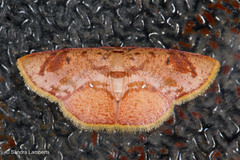 Chrysocraspeda plumbeofusa