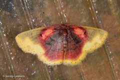 Chrysocraspeda dysmothauma