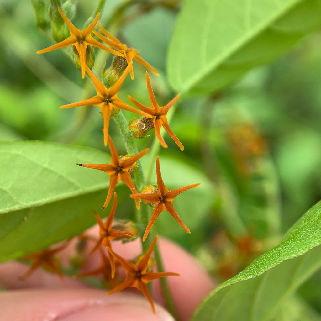 Myriopus psilostachya
