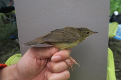 Helopsaltes ochotensis