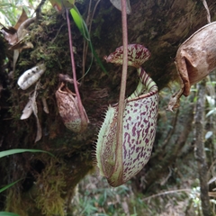 Nepenthes burbidgeae