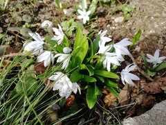 Scilla mischtschenkoana