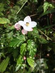 Begonia decandra