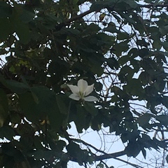 Bauhinia variegata candida
