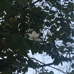 Bauhinia variegata candida