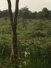 Elephas maximus maximus