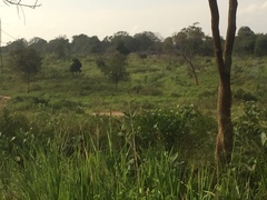 Elephas maximus maximus