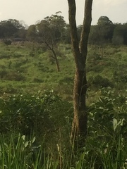 Elephas maximus maximus