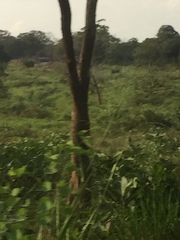 Elephas maximus maximus