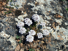 Iberis simplex