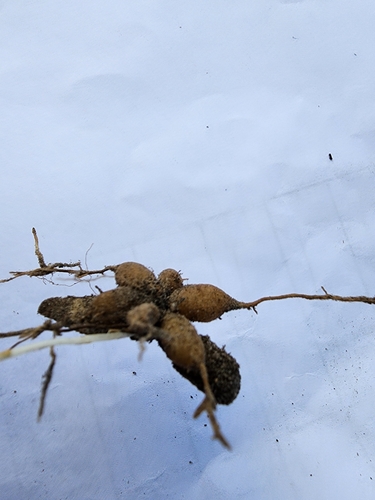 Asparagus asparagoides
