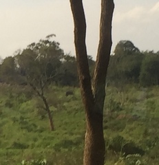 Elephas maximus maximus