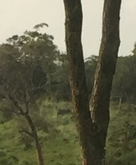 Elephas maximus maximus