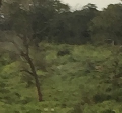 Elephas maximus maximus