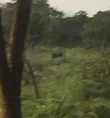 Elephas maximus maximus