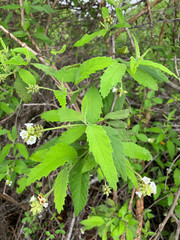 Varronia leucophlyctis