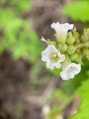 Varronia leucophlyctis