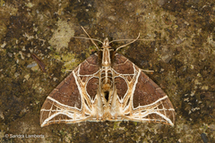 Ecliptopera rectilinea