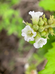 Varronia leucophlyctis