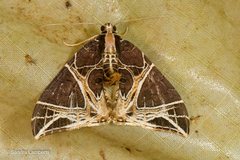 Ecliptopera rectilinea