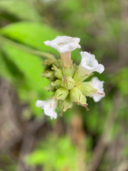 Varronia leucophlyctis