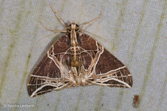 Ecliptopera rectilinea