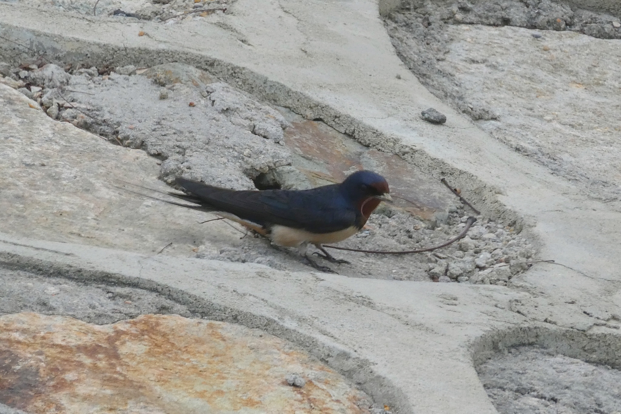 Barn Swallow