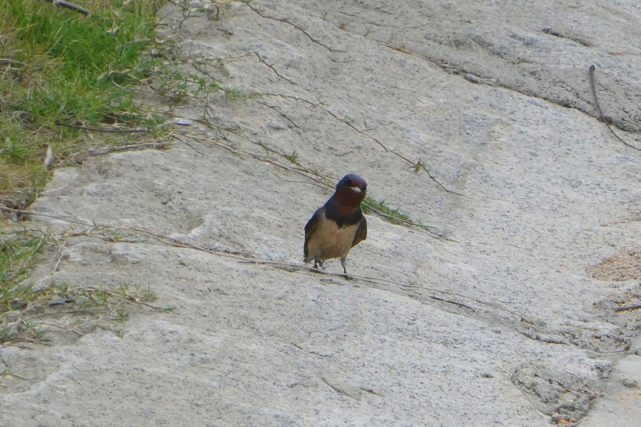 Barn Swallow